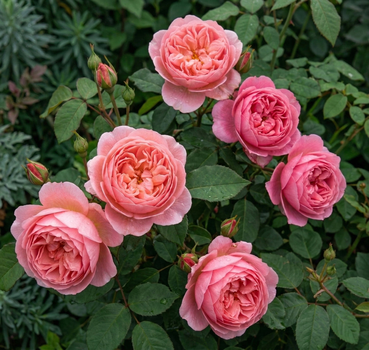 Roses (David Austin) "Summer song"