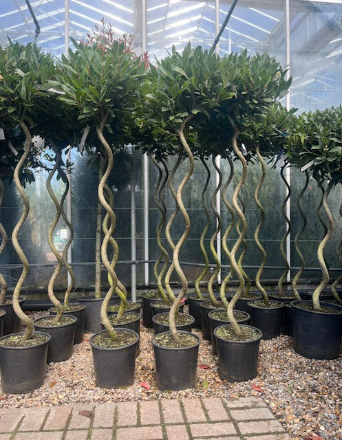 Bay/Laurus Nobilis (Corkscrew)