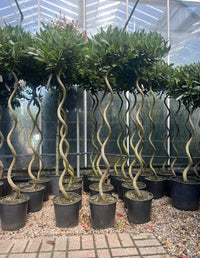 Bay/Laurus Nobilis (Corkscrew)