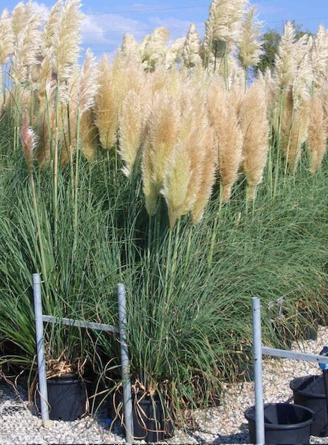 Cortaderia