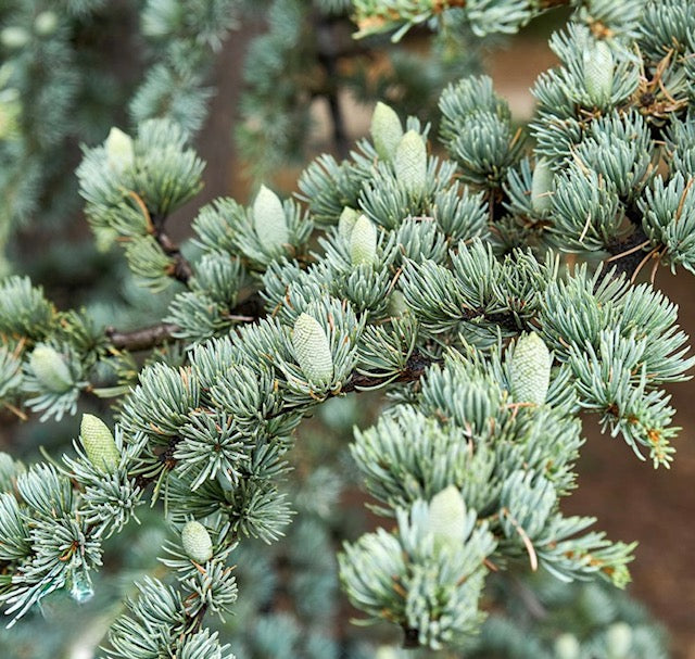 Cedrus Atlantica glauca