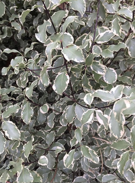 Pittosporum