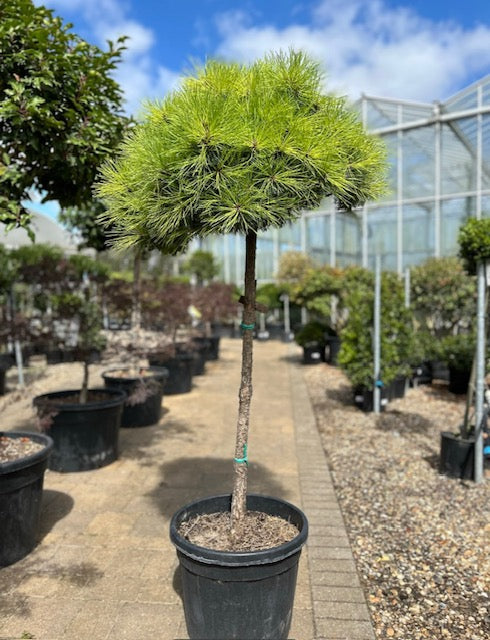 Pinus Brevifolia (upright)