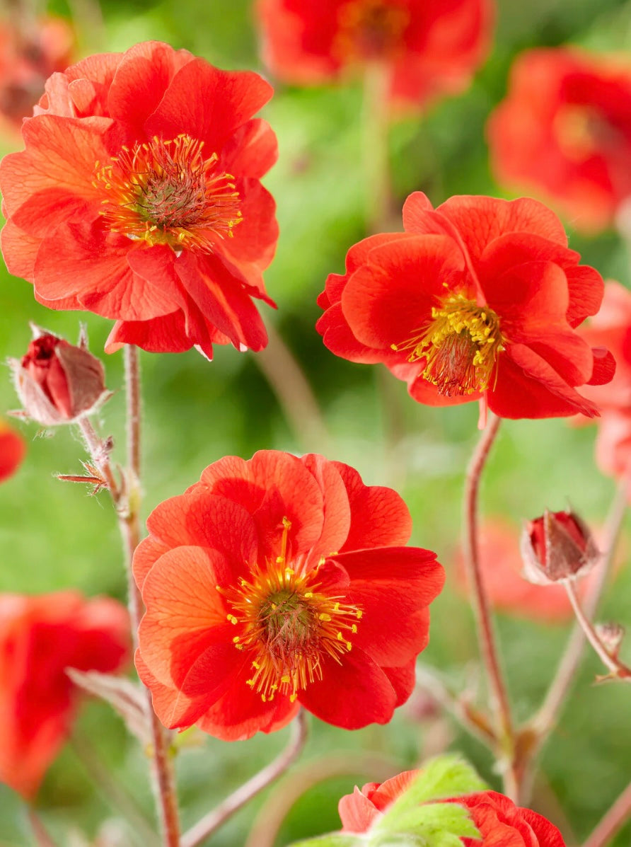 Geum "Totally Tangerine"