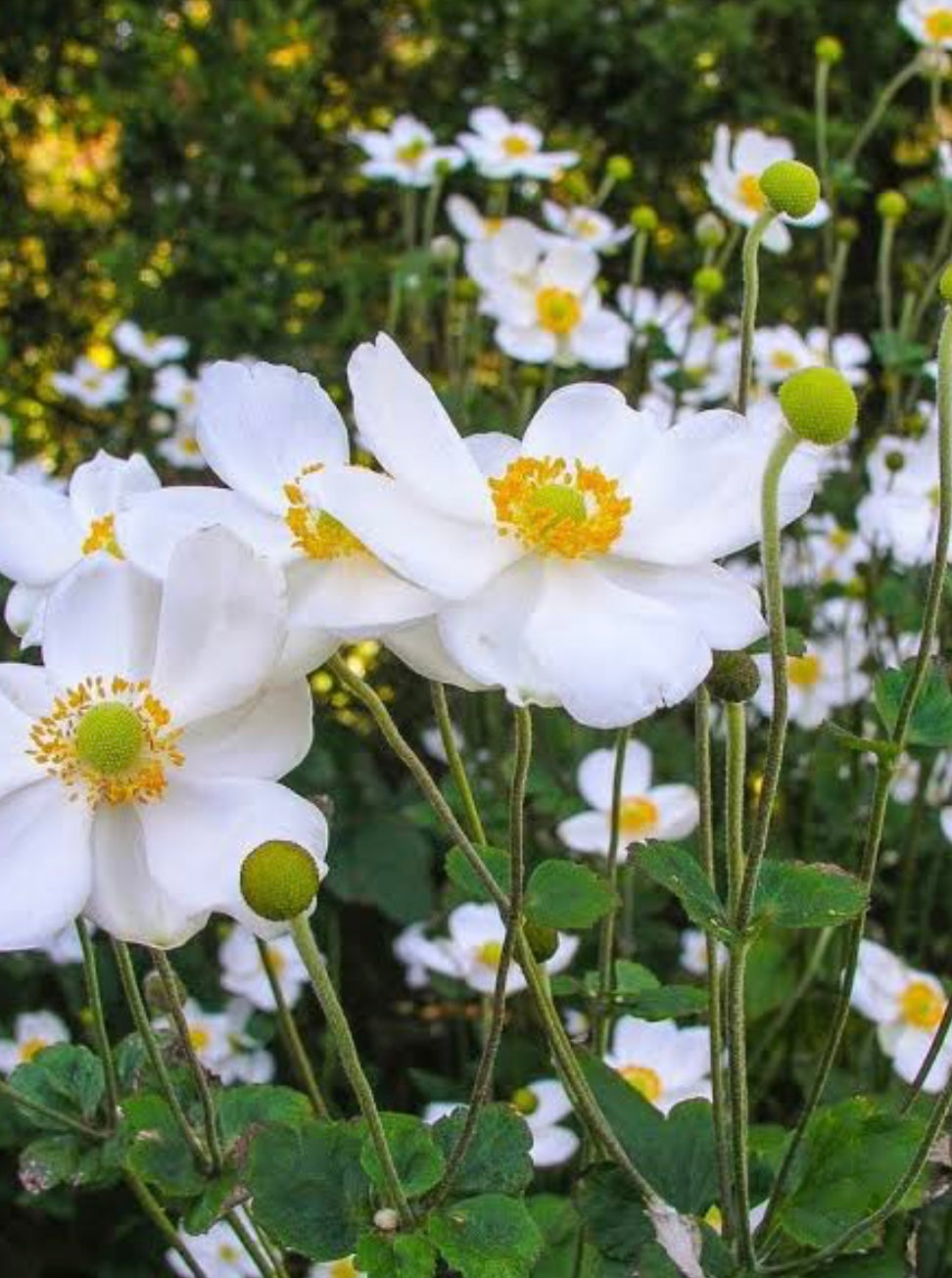 Japanese Anemone