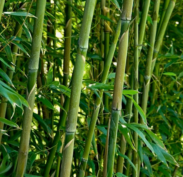 Green Bamboo