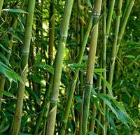 Green Bamboo