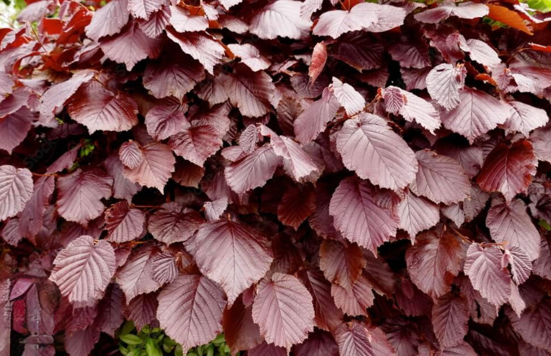 Purple Beech