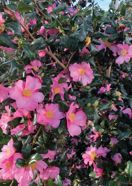 Camellia Japonica