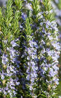 Rosemary