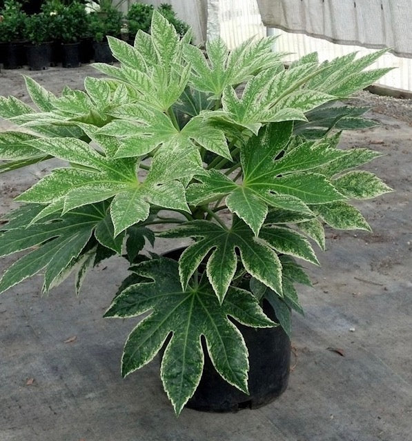 Fatsia Japonica