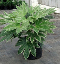 Fatsia Japonica