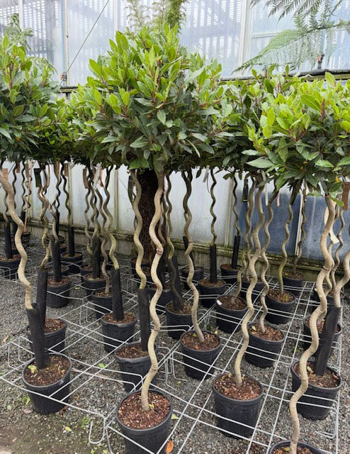 Bay/Laurus Nobilis (Corkscrew)