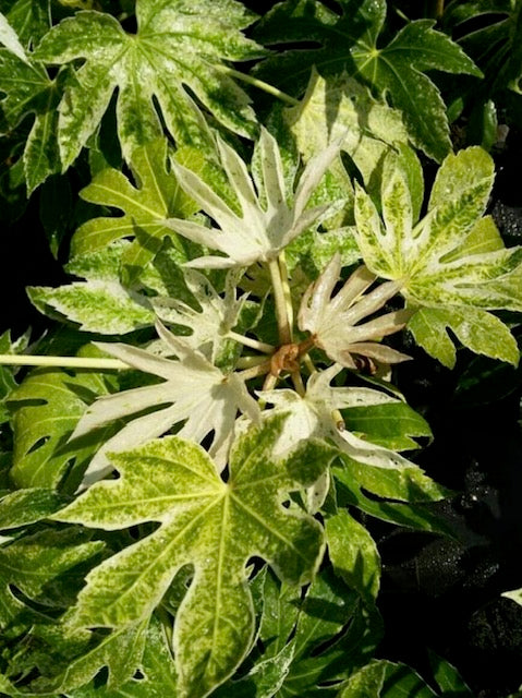 Fatsia Japonica