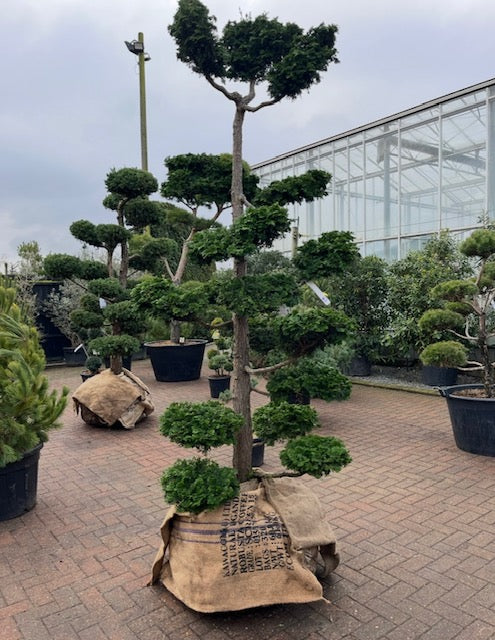 Juniper chinensis “Olympia” cloud