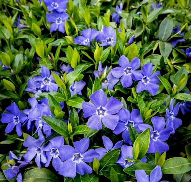 Vinca Minor