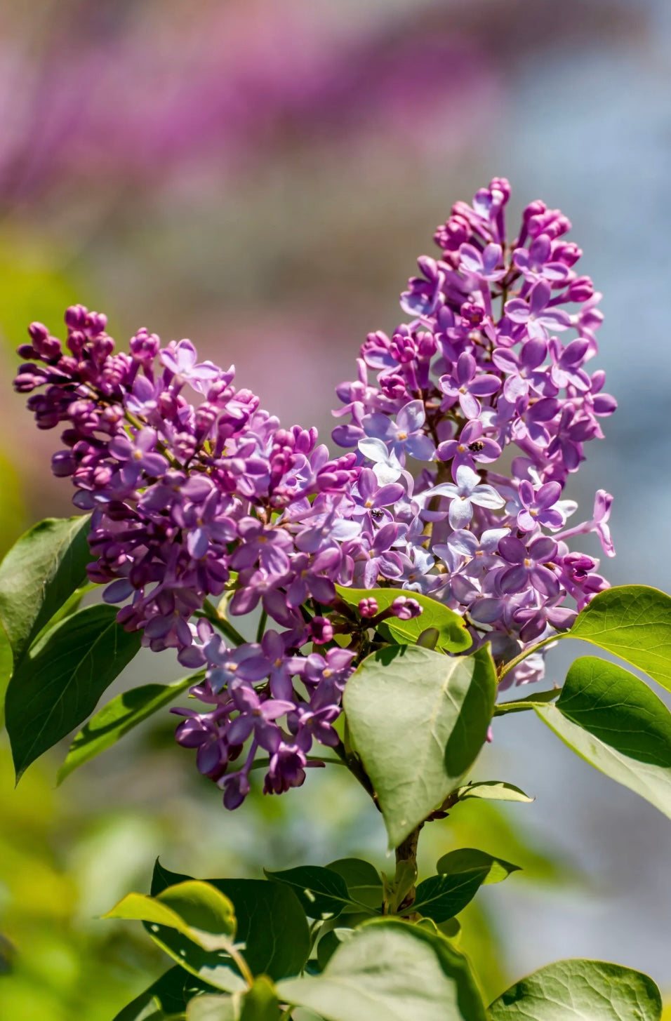 Lilac "Syringa vulgaris"