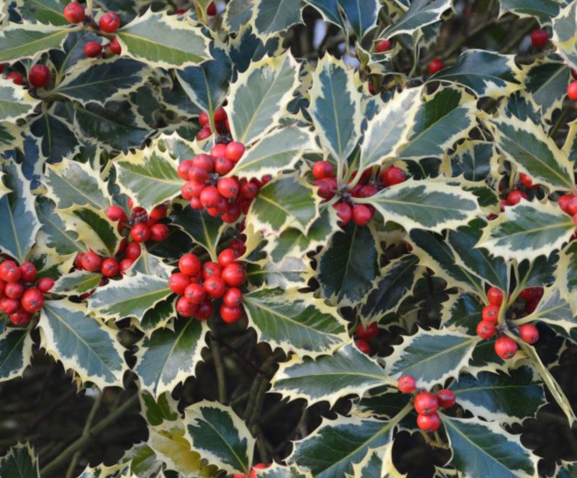 Ilex (Holly variegated)