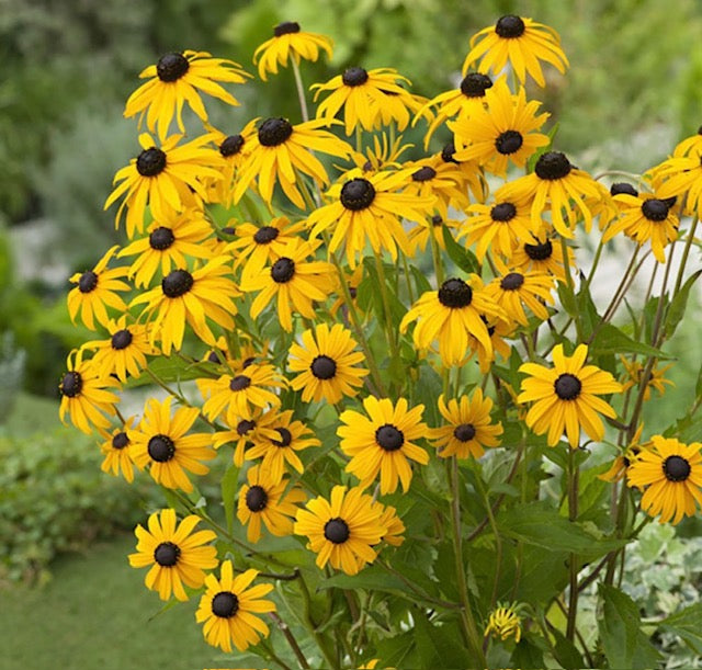 Rudbeckia