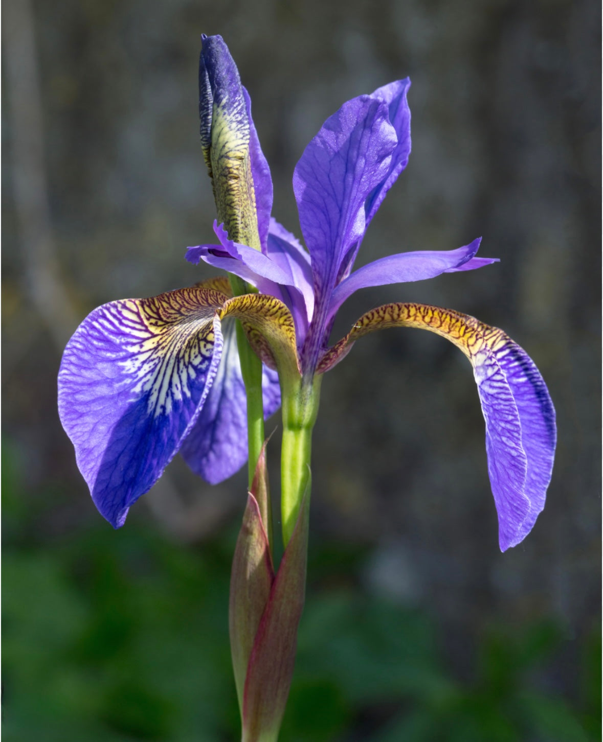 Iris "Purple sensation"