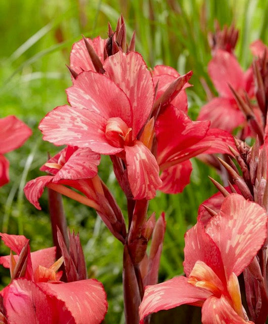 Canna lily