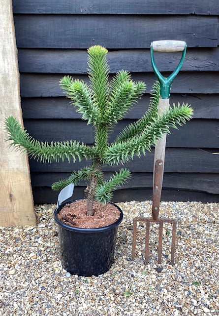 Monkey puzzle (200 million years)