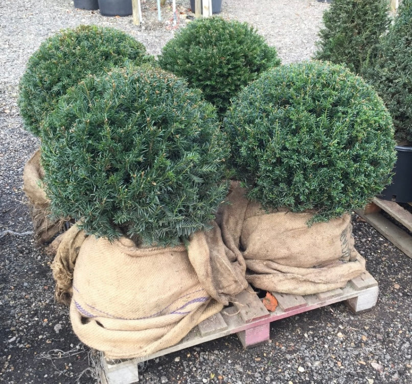 Taxus Baccata (Medium ball)