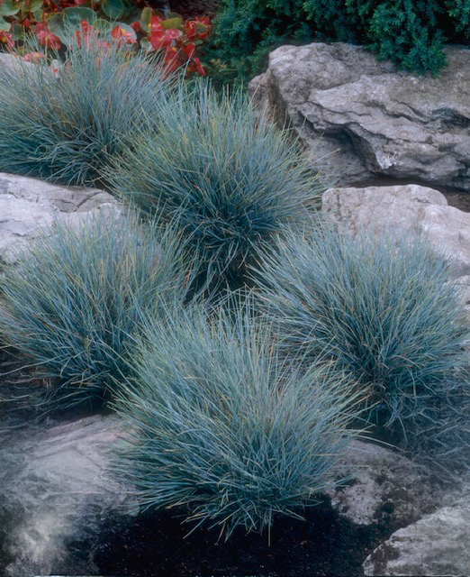 Festuca glauca (blue grass)