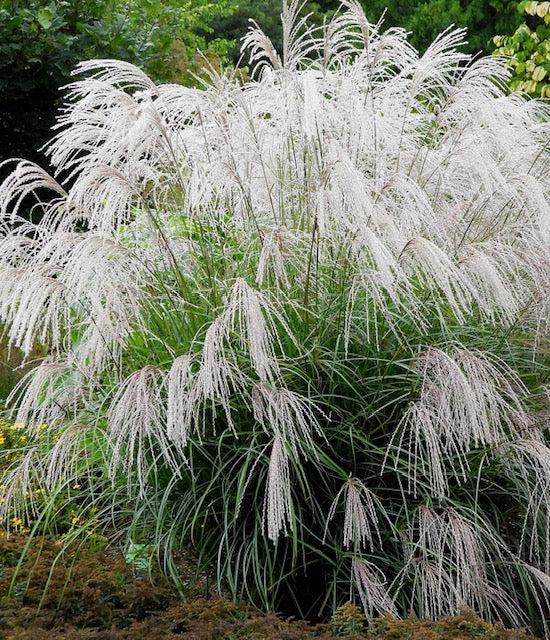 Miscanthus (silver charm)