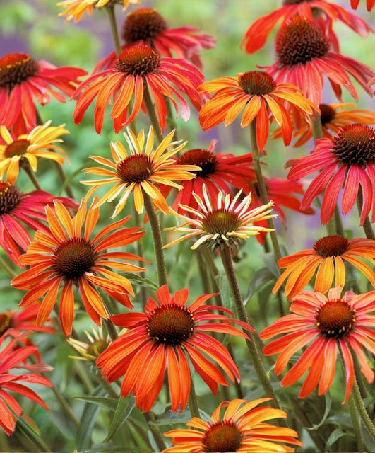 Echinacea