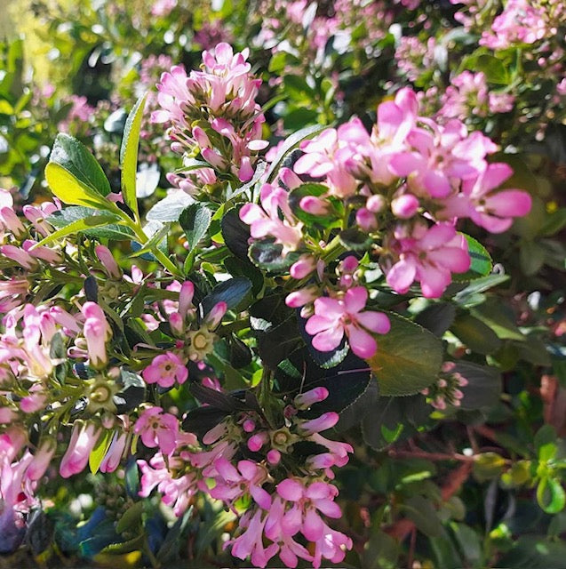 Escallonia "Pink Elle"