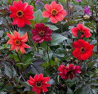 Dhalia "Bishop of Llandaff"