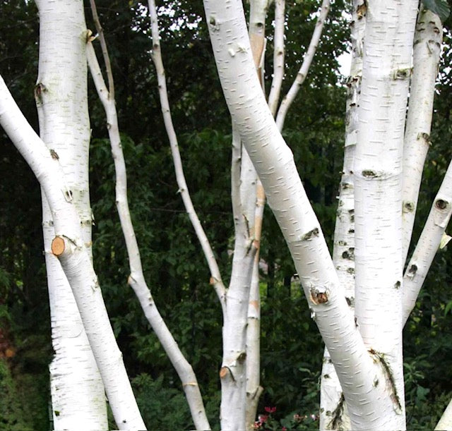 Silver birch tree