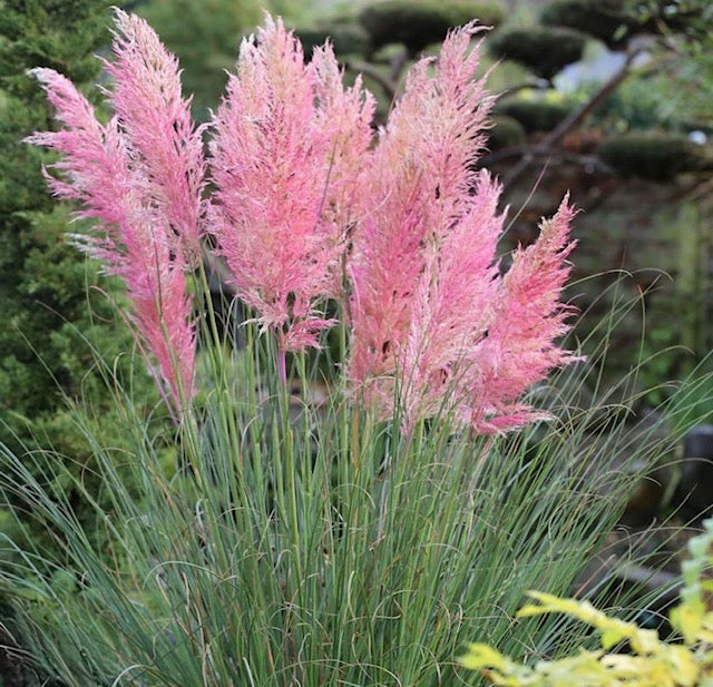Pink cortaderia