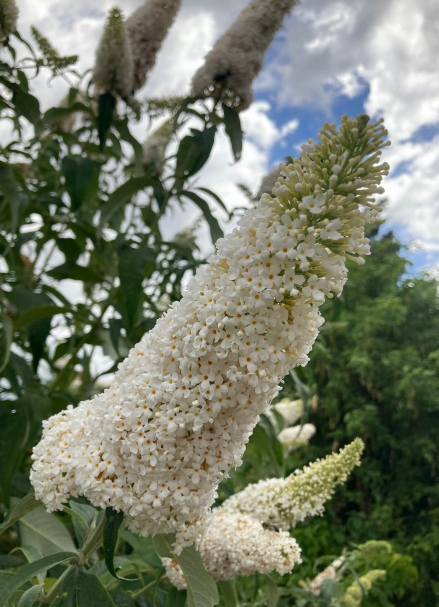 Buddleia
