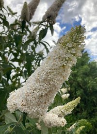 Buddleia
