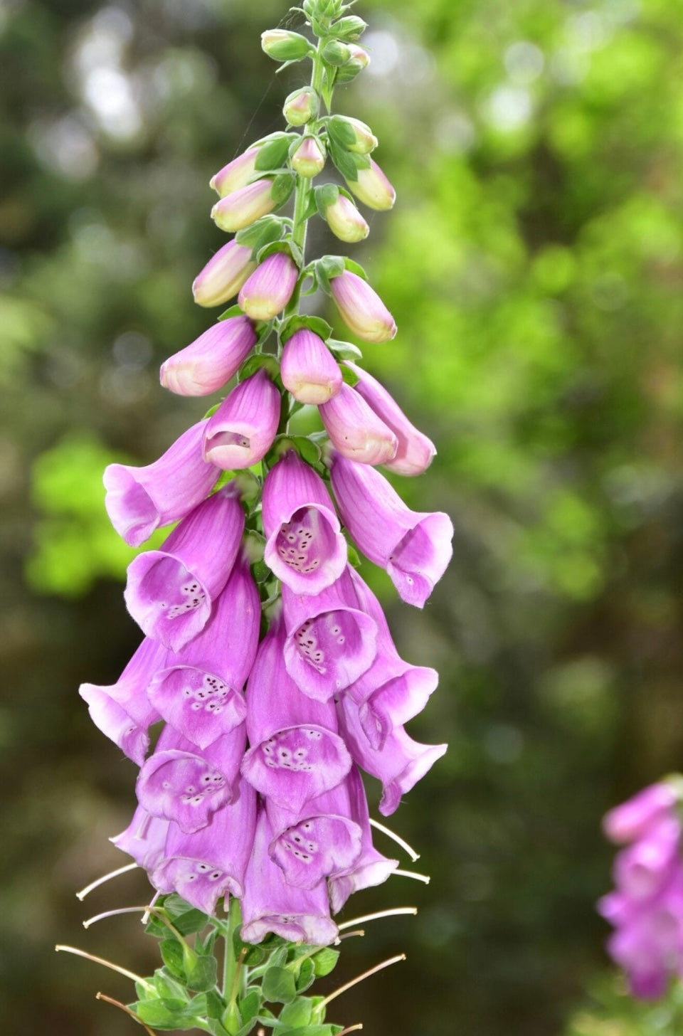 Digitalis (foxglove)