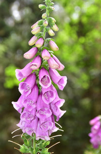 Digitalis (foxglove)