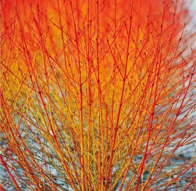 Cornus (midwinter fire)