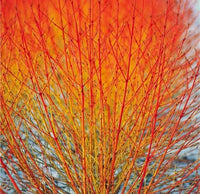 Cornus (midwinter fire)