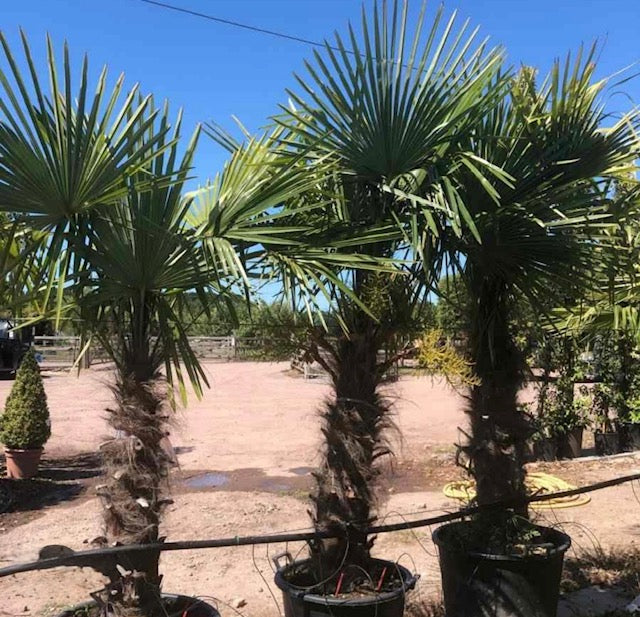 Trachycarpus fortunei