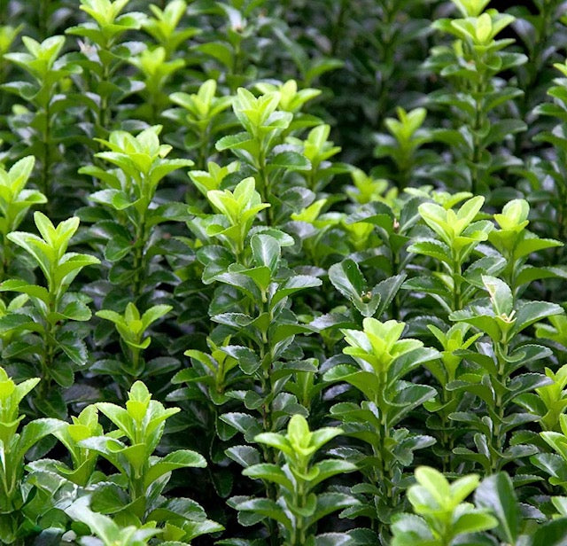 Euonymus green rocket
