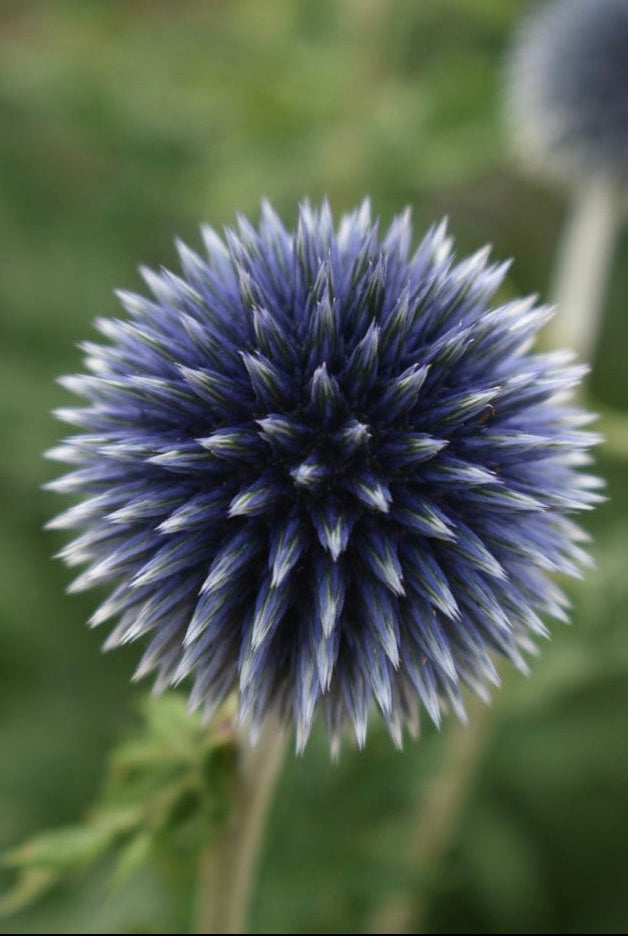 Globe thistle "Echinops"