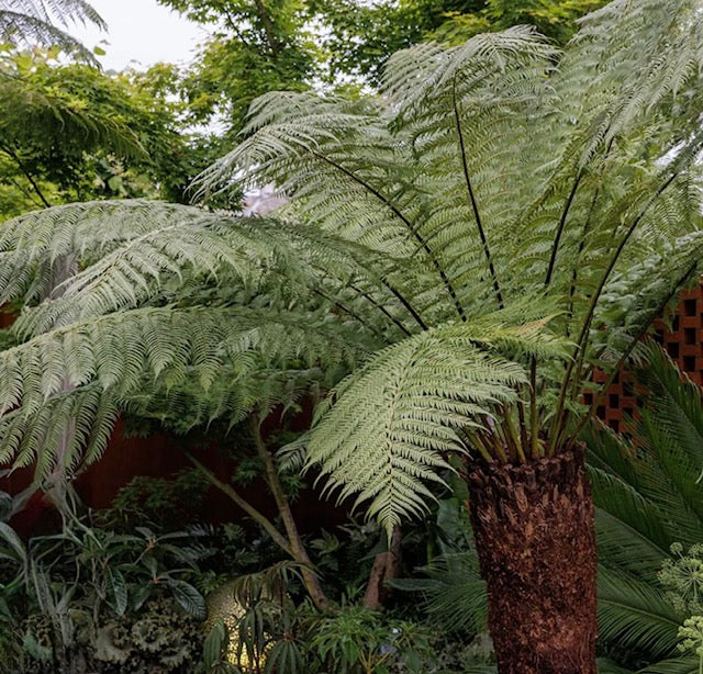 Dicksonia tree fern (360 million years)