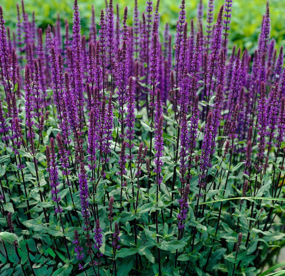 Salvia Caradonna