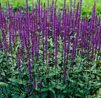 Salvia Caradonna