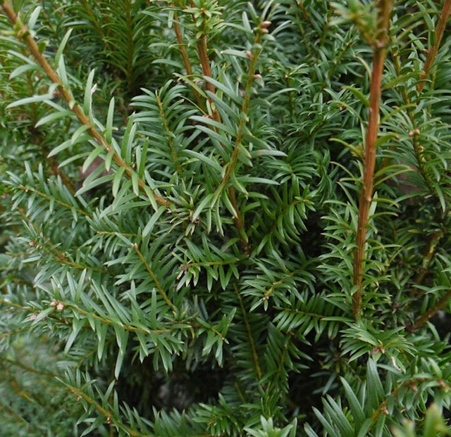 Taxus Baccata (65 million years)