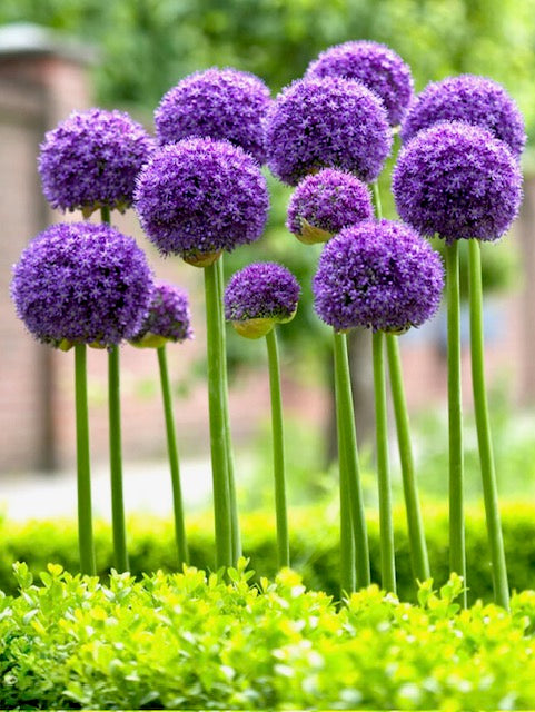 Alium gladiator