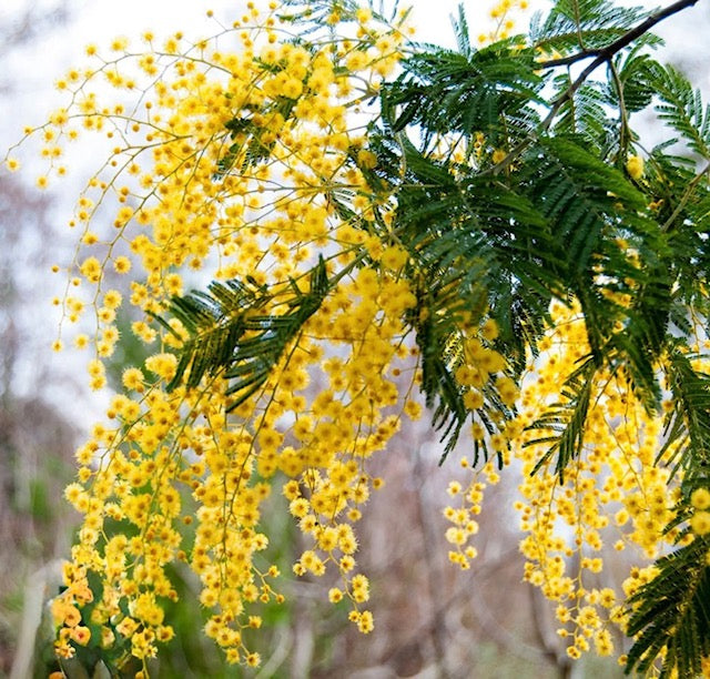 Acacia Dealbata