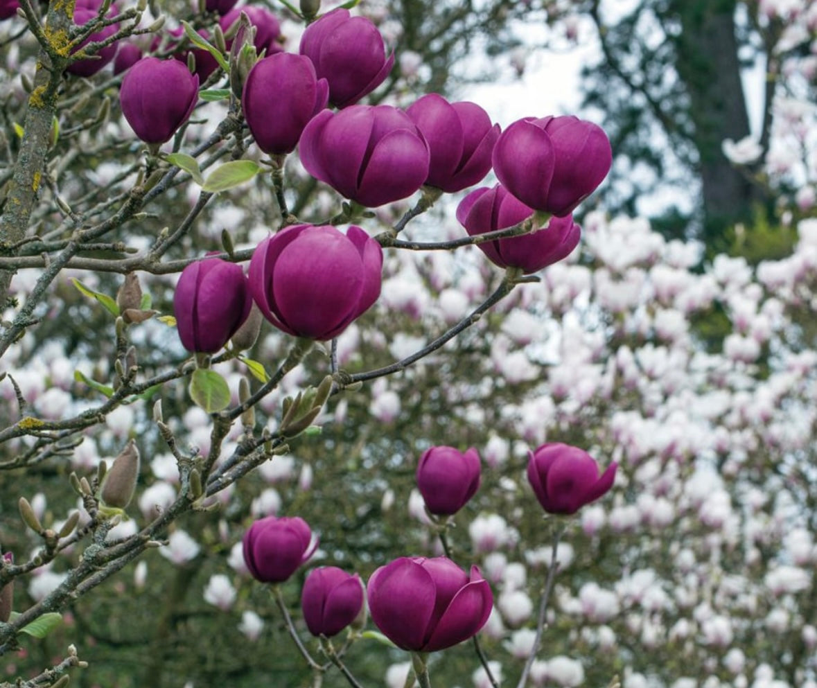 Magnolia “black tulip”